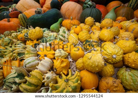 An autumn harvest -gords and other squashes