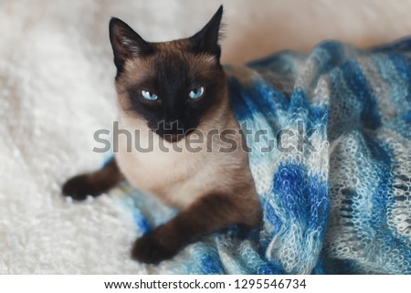 Seal-point siamese cat with blue eyes in the warm scarf