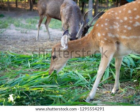 A young deer eating a plenty of grass in the field with adult male deer background.