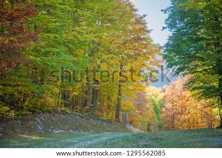foliage in the forest during the autumn season, explosion of colors in the autumn forest