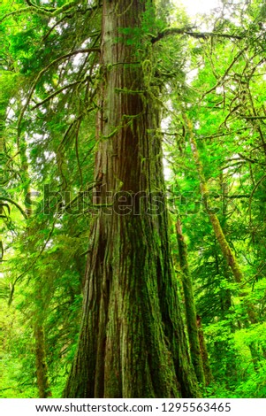 a picture of an exterior Pacific Northwest forest with old growth Western red cedar trees