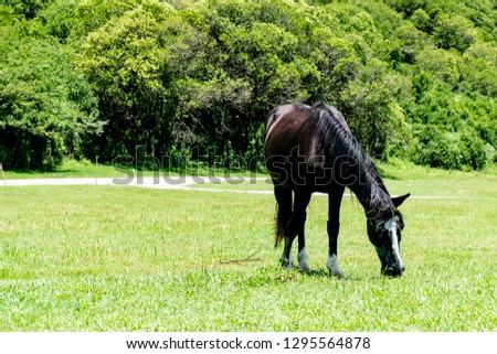 Black horse feeding on the fields of the Canchaquies valley. Argentina.