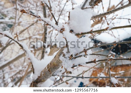 Beautiful snowy tree branches