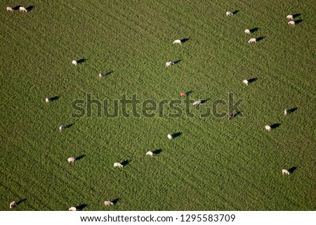Aerial view of a flock  of sheep  in the field, Mallorca lands, Balearic Island, Spain.