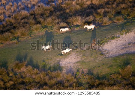 Aerial view picture. Horses in the Albufera Natural Park, Alcudia,  Mallorca, Balearic Island, Spain.