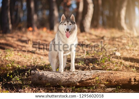 Beautiful gray Siberian Husky stands in the autumn forest with his paws on the trunk of a fallen tree.