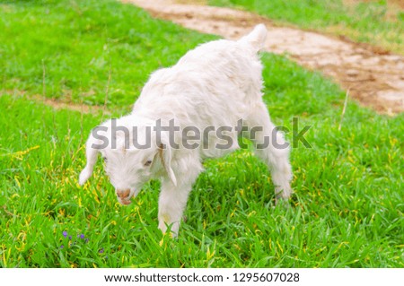 Goat and lamb sowing in the meadow, green grass, white goat. The concept of goat milk and livestock farming.