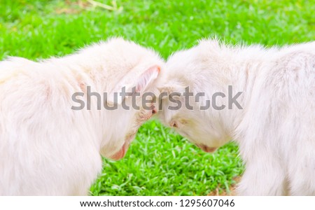 Goat and lamb sowing in the meadow, green grass, white goat. The concept of goat milk and livestock farming. Playful