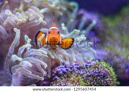 A Percula Clownfish (Amphiprion percula), also known as the clown anemonefish, enjoys the safety of its host sea anemone in a tropical reef tank aquarium.