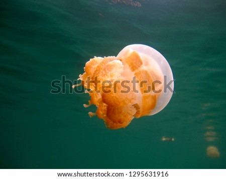 Wonderful world - Palau, jellyfish lake. Underwater photography. Vacation in an incredible place.          