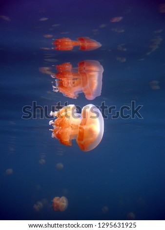 Wonderful world - Palau, jellyfish lake. Underwater photography. Vacation in an incredible place.          