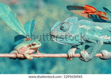 Beautiful green chameleon 