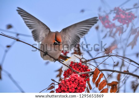 Bird Waxwing or Bombycilla garrulus with outstretched wings feeding on rowan tree branch with red berries. Beautiful winter soft light blue sky background