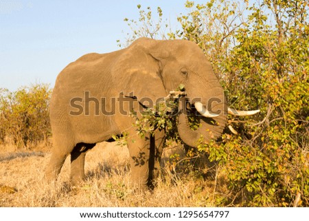 African Elephant (Loxodonta africana),  Kruger National Park, South Africa.