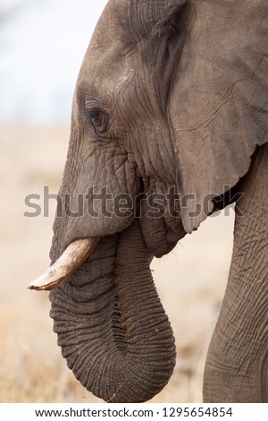 African Elephant (Loxodonta africana),  Kruger National Park, South Africa.