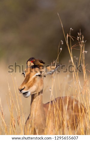 Impala (aepyceros melampus melampus), and a Redbilled Oxpeckers (Buphagus erythrorhynchus), on Impala´s back. Kruger National Park, South Africa. 