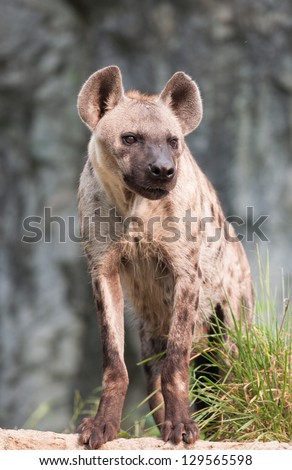 spotted hyena