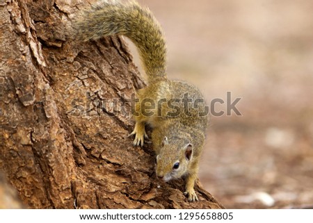 Tree squirrel (Paraxerus cepapi), Kruger National Park, South Africa.
