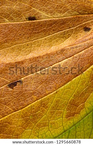 Detail of Mopane leaf, (Colophospermun mapane), Kruger National Park, South Africa.