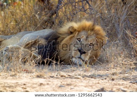 African Lion (Panthera Leo),  Male, Kruger National Park, South Africa.