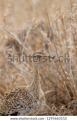 Crested bustard, Red-crested korhaan (Eupodotis rificrista) in the bush, Kruger National Park, South Africa.