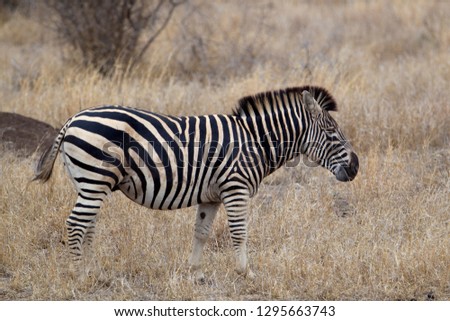Plain Zebra (Equus Quagga), Kruger National Park, South Africa.
