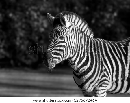 Zebra in black and white