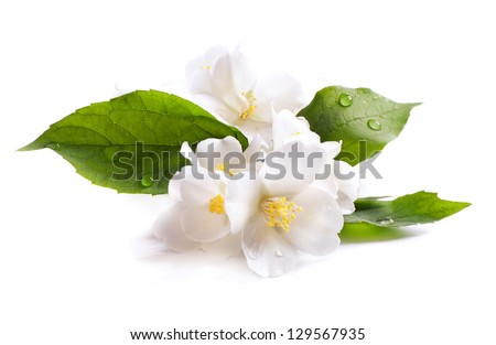  jasmine white flower isolated on white background Royalty-Free Stock Photo #129567935