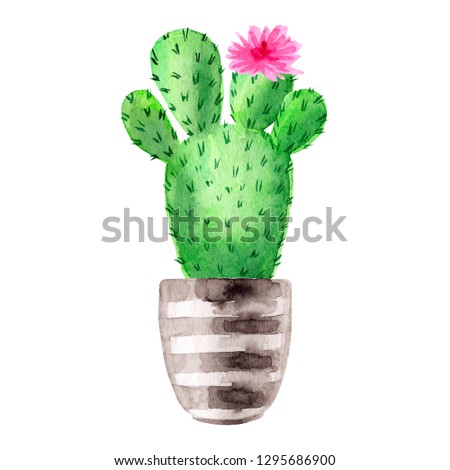 Exotic cactus with pink flowers. Flowering tropic cacti in pots. Watercolor hand drawn botanical illustration. Clipart design for stickers, postcard, invitation, cover, print, poster, pattern, decor. 