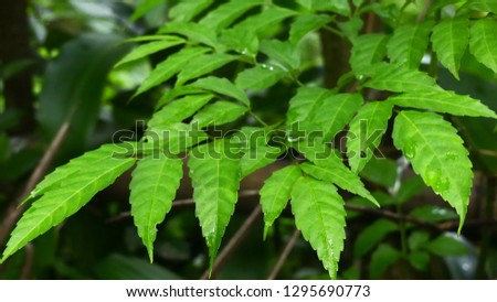 leaf tecoma leaves