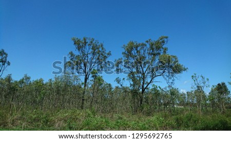 Sparse eucalyptus trees on the roadside in a flat agricultural Northern Queensland area