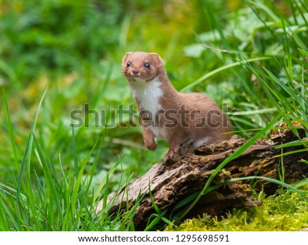 Weasel or Least weasel (mustela nivalis) Royalty-Free Stock Photo #1295698591