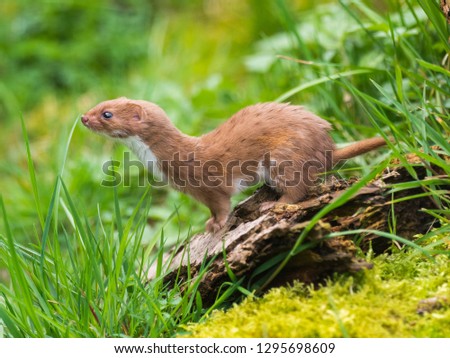 Weasel or Least weasel (mustela nivalis) Royalty-Free Stock Photo #1295698609