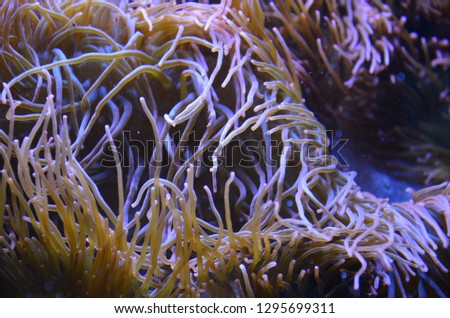 Colorful see anemone