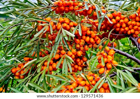 Branch with berries of sea buckthorn and green leaves on a background of grass and sky Royalty-Free Stock Photo #129571436