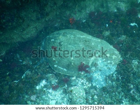 Back view of a hiding Leatherback sea turtle in the depths of Julian Rocks Marine Sancturary - NSW