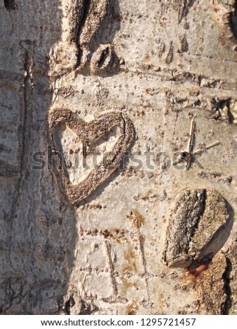 Names carved in tree bark