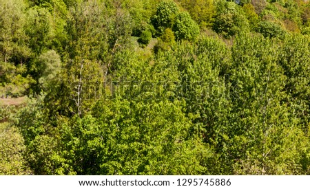 Deciduous forest with mixed trees and growing pines and spruces with bright bright foliage in the springtime abstract background