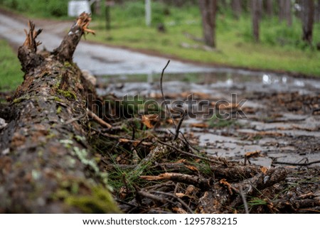 Selective focus of a broken pine tree and branch by storm damage on roadside in rainforest.Toppled pine tree after strong wind with blurred forest background.