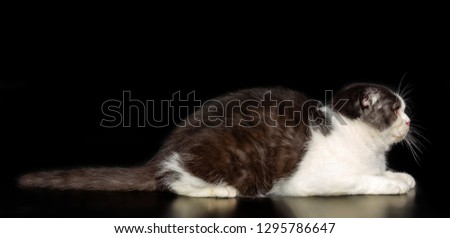 Scottish Fold Cat isolated on Black Background in studio