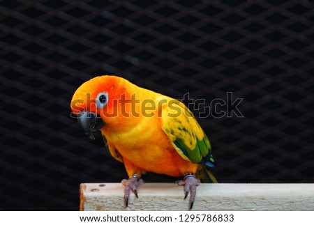 Sun Conure Parrot, green, yellow, orange, beautiful.