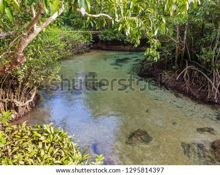 A pond in a tranquil mangrove forest that clearly sees the rocks under the water.