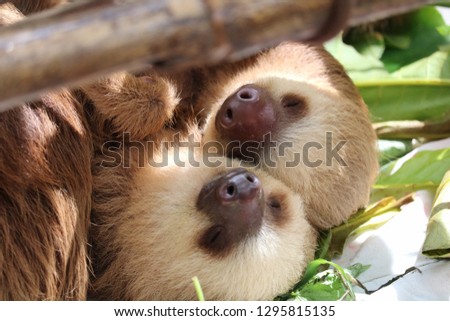 Young sloth wildlife