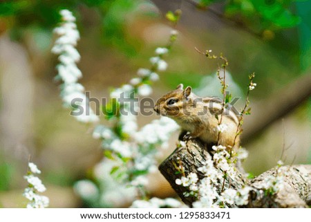 The story of a chipmunks (Chipmunks in nature)