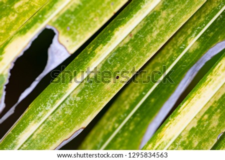 Texture of green palm leaf closeup on a clear sunny day.