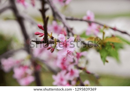 Beautiful pink and white cherry blossom flowers wallpaper background