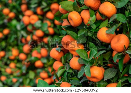 fruitful red Mandarin oranges, which used as a ornamental plant during  Spring Festival (Chinese new year), is regarded as a symbol of "prosperous"  and "festive". Royalty-Free Stock Photo #1295840392