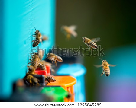 Honey bees (Apis mellifera) photographed in flight, leaving and arriving the base of their light blue coloured beehive. Photographed side on in profile with foreground and background blurred out.
