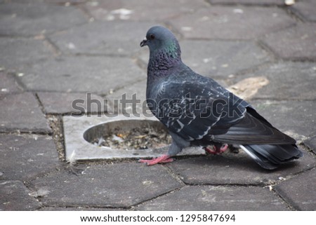 The Beautiful Picture Of the Pigeon 