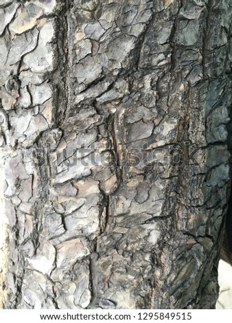 tree skin crack in the detail